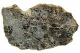 Diogenite Meteorite ( g) Slice - From Vesta Micro-Planet #301217-1